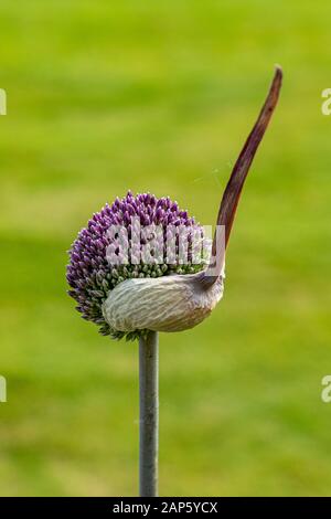 Un seul bourgeon de fleur d'Allium hollandicum émergeant de son extérieur plus tard avec un fond vert et de l'espace de copie Banque D'Images