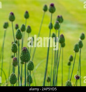 Masses de bourgeons de l'allium Drumstick, Allium sphalerocephalon, qui commence tout juste à montrer leur couleur violette, contre l'herbe verte Banque D'Images