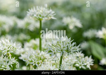 Concentrez-vous sur la tête de fleur unique d'Allium ursinum, entourée de masses de fleurs d'ail sauvage floues en arrière-plan Banque D'Images