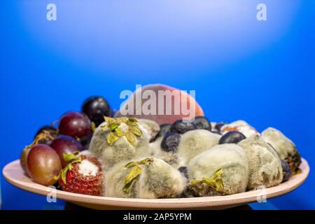 Les fruits et les baies dans une tasse et moisis pourris Banque D'Images