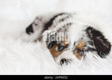 Mignonne litte 8 semaines posée sur un tapis blanc moelleux, se réveillera. Attention sélective sur le visage du chiot berger australien endormi. Banque D'Images