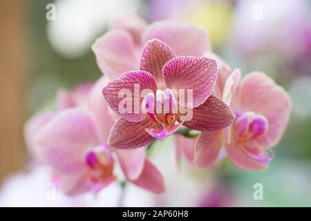 Orchidée Phalaenopsis. Banque D'Images