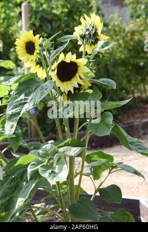 Magnifiques tournesols qui poussent dans un jardin de campagne anglais Banque D'Images