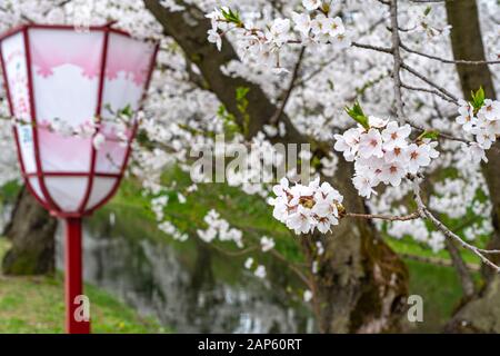 Le festival des cerisiers en fleurs du parc Hirosaki est le rendez-vous du matin au printemps. Beauté fleur pleine fleur rose sakura fleurs à la moat extérieure. Aomori Banque D'Images