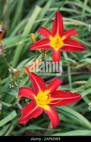 Lilas rouges Banque D'Images