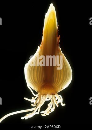 La section longitudinale par l'ampoule d'une jonquille (Narcissus sp.) montrant les racines, feuilles en développement , tunique et les racines, rétroéclairé à show structure Banque D'Images