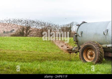 Ballydehob, West Cork, Irlande. 21 Jan, 2020. Un agriculteur de lisier sprays Ballydehob basé sur son domaine sur l'image de West Cork. Credit : Andy Gibson/Alamy Live News Banque D'Images