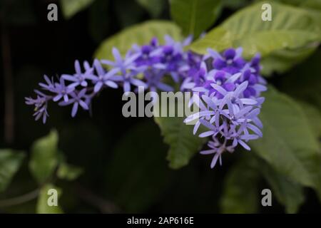 Petrea volubilis, communément connu sous le nom de couronne de fleurs pourpres. Banque D'Images