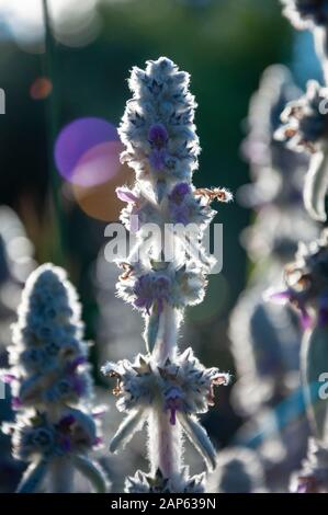 Fleurs de Stachys byzantina Banque D'Images