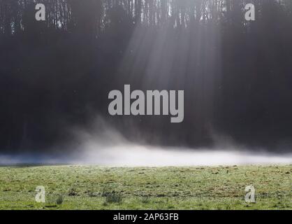 La vapeur s'élève du champ couvert de givre pendant que le soleil traverse les arbres. Tipperary, Irlande