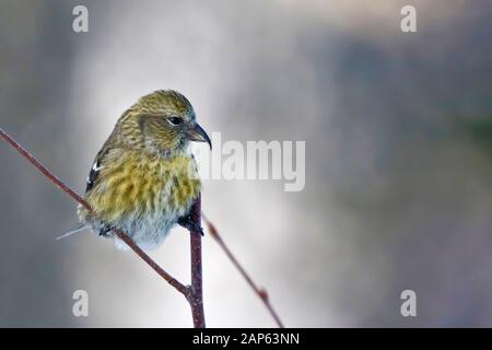 Une Crossbill femelle à ailes blanches, Loxia leucoptères Banque D'Images