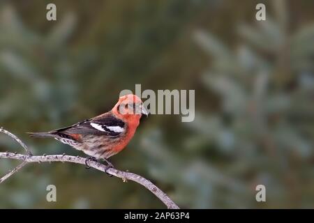 Une Crossbill mâle à ailes blanches, Loxia leucoptères, sur branche Banque D'Images