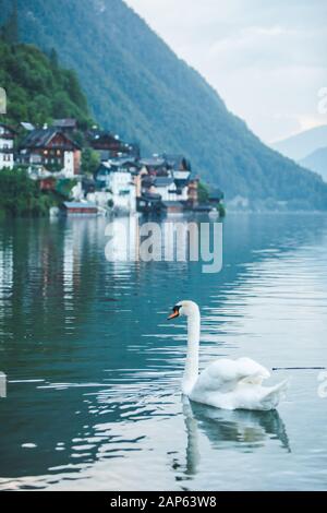 De cygnes dans le lac de hallstatt ville le contexte Banque D'Images