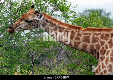 Cape Giraffe navigation dans le parc national Kruger, Afrique du Sud Banque D'Images