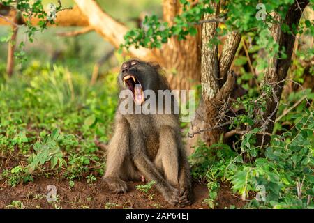 L'ébarbage de Chacma Baboon mâle et montrant de grandes dents dans le parc national Kruger Banque D'Images