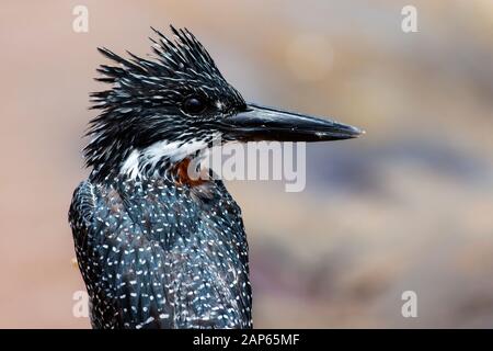 Kingfisher géant pêchant sur une rive de la rivière dans le parc national Kruger, Afrique du Sud Banque D'Images