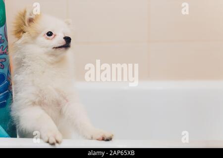 Lavage de chien de chiot pomiranien dans le bain Banque D'Images