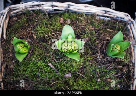 Les hyacinthes verts se callent hors du sol dans un panier en osier comme décoration intérieure Banque D'Images