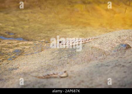 Poisson de skipper de boue sur plage de sable bornéo malaisie Banque D'Images