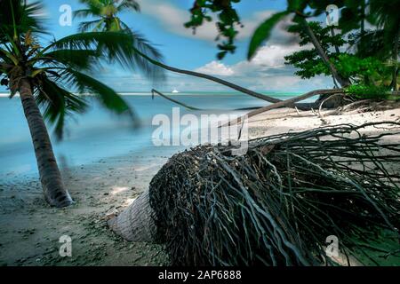 Tobago, une île éloignée des caraïbes Banque D'Images