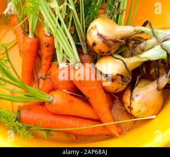 Légumes frais récoltés, oignons et carottes. Légumes biologiques d'été. Banque D'Images