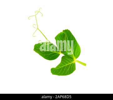 Feuille de pois avec tendril isolée sur fond blanc. Jeune germe vert. Banque D'Images