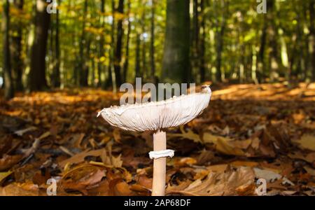 Vue latérale angle bas près du champignon du parasol (macrolepiota procera) avec des arbres forestiers flous et feuilles de feuillage arrière-plan - Allemagne Banque D'Images