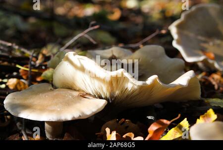 Gros plan d'un champignon isolé brillant de champignons de la brittlegill (russula delica) illuminé par le soleil d'automne naturel entre les feuilles de l'underwood of FO Banque D'Images