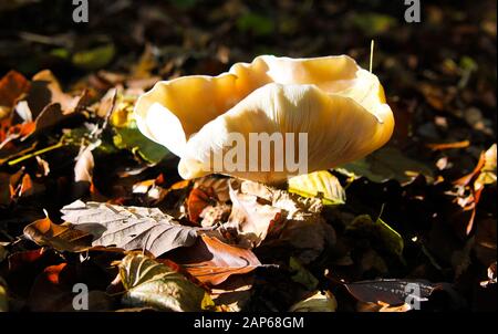 Gros plan d'un champignon isolé brillant de champignons de la brittlegill (russula delica) illuminé par le soleil d'automne naturel entre les feuilles de l'underwood of FO Banque D'Images