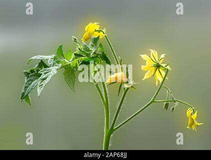 Fleur de plante de tomate et printemps de feuille sur fond vert. Concept d'agriculture. Banque D'Images