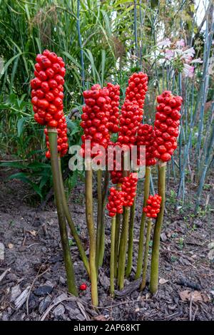 Baies rouges de Jack dans la plante de pullpit (Arum maculatum) Banque D'Images