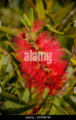 Callistemon est un genre d'arbustes ou de petits arbres de la famille Myrtle qui poussent en Australie Banque D'Images