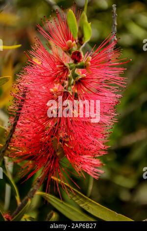 Callistemon est un genre d'arbustes ou de petits arbres de la famille Myrtle qui poussent en Australie Banque D'Images