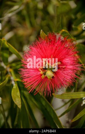 Callistemon est un genre d'arbustes ou de petits arbres de la famille Myrtle qui poussent en Australie Banque D'Images