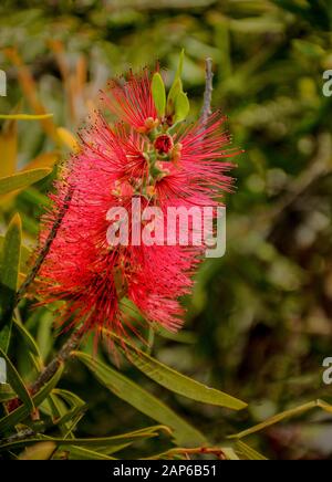 Callistemon est un genre d'arbustes ou de petits arbres de la famille Myrtle qui poussent en Australie Banque D'Images