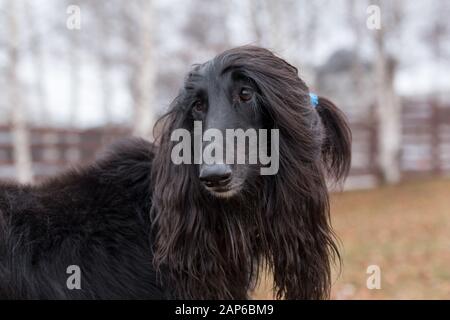 Portrait of cute lévrier afghan. Greyhound Greyhound persan ou de l'Est. Animaux de compagnie. Chien de race pure. Autumn park. Banque D'Images