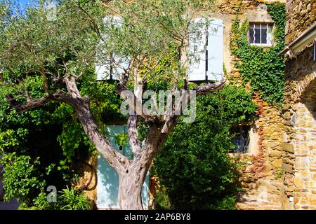 Vue au-delà de la couronne de l'olivier sur la façade d'une maison en pierre typiquement française de la méditerranée recouverte d'ivy avec volets de fenêtre blanche dans le su naturel brillant Banque D'Images