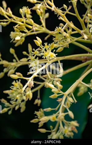 Cultivaion de fruits d'avocat sain sur l'île de La Palma, îles Canaries, Espagne, de fleurs de saison jeunes avocatiers croissant sur les plantations au moun Banque D'Images