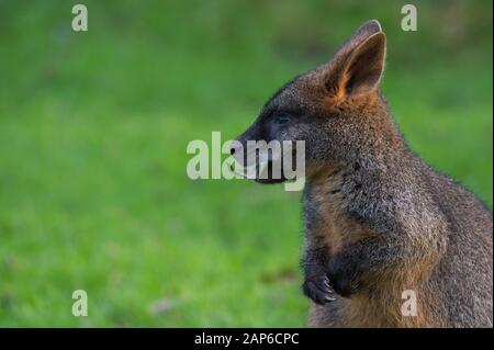 Wallaby à queue noire - Wallabia Bicolor Banque D'Images