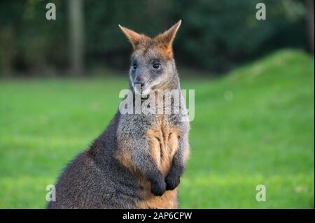 Wallaby à queue noire - Wallabia Bicolor Banque D'Images