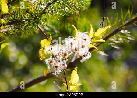 Gros plan de la fleur de clematis gardillée brillant dans la lumière naturelle du soleil avec une branche isolée de pin (pinus pinea). Fond vert flou. Provence Banque D'Images