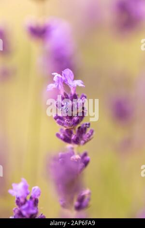 Près de l'oreille de lavande purple fleurs aromatiques au champ de lavande en été Banque D'Images