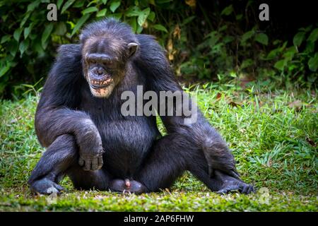 Chimpanzé adulte assis debout avec ses organes génitaux en entier Banque D'Images