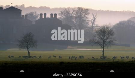 Flow Deer Cervus dama dans Holkham Park North Norfolk UK Banque D'Images