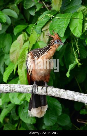 Hoatzin, Oiseau Reptiles, Opisthocomus Hoazin, Schopphuhn, Zigeunerhuhn, Lac Sandoval, Réserve Nationale De Tambopata, Pérou, Amérique Du Sud Banque D'Images