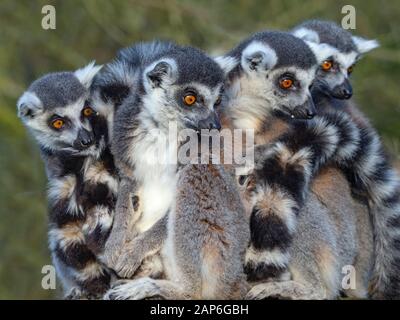 Lemur catta à queue circulaire. Banque D'Images