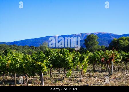 Vue sur les vignes vertes du vignoble français avec des raisins rouges mûrs. Chaîne de montagnes et fond bleu ciel. Provence, France Banque D'Images