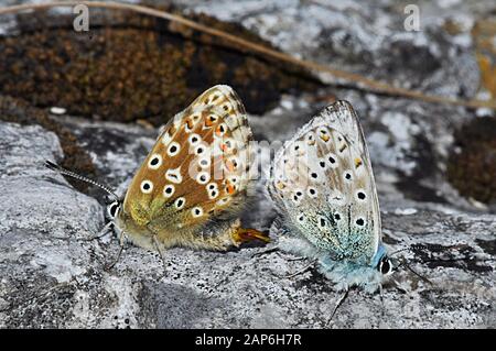 Bleu de Chalkhill, papillon, Polyommatus coridon, accouplement, juillet et août, prairies de calcaire, Somerset, Angleterre, Royaume-Uni Banque D'Images