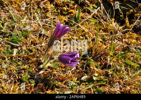 Fleurs de Pasque (Pulsatilla vulgaris) fleurit en avril sur le Martin Down, Réserve naturelle nationale, dans le Hampshire. ROYAUME-UNI Banque D'Images