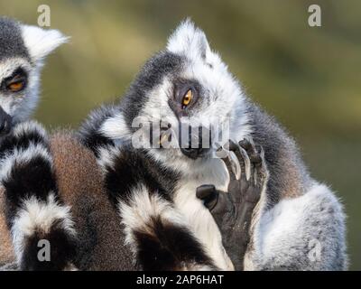 Lemur catta à queue circulaire. Banque D'Images